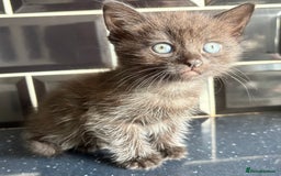 Mixed Breed cats for sale: 3 lovely kittens  - Image 8