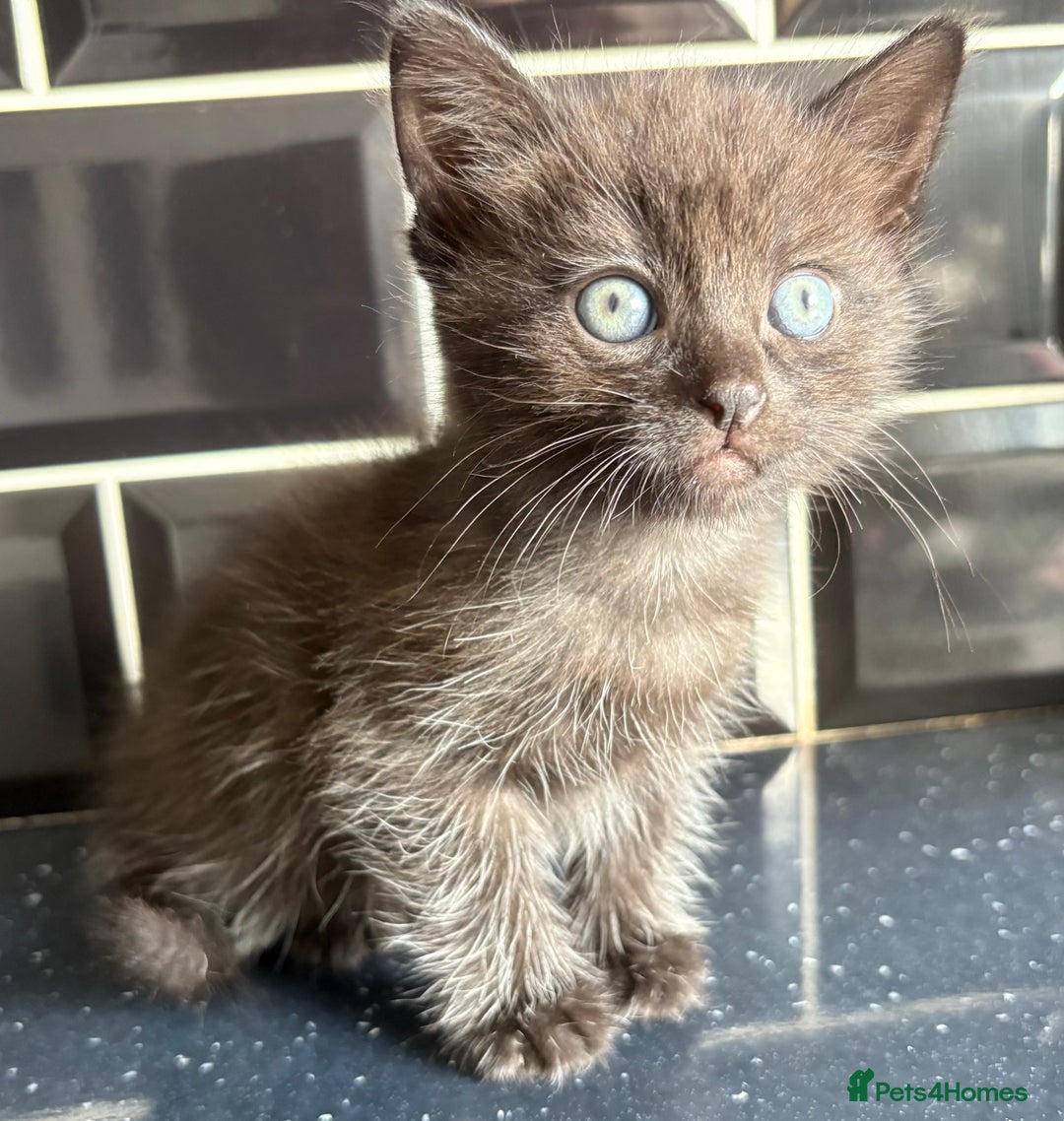 Mixed Breed cats for sale: 3 lovely kittens  - Image 8