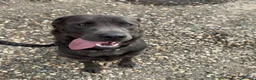Labrador Retriever dogs for stud: Gorgeous KC Charcoal Labrador Stud - Advert 8