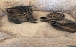 British Longhair cats for sale: British Longhaired mix - Image 2