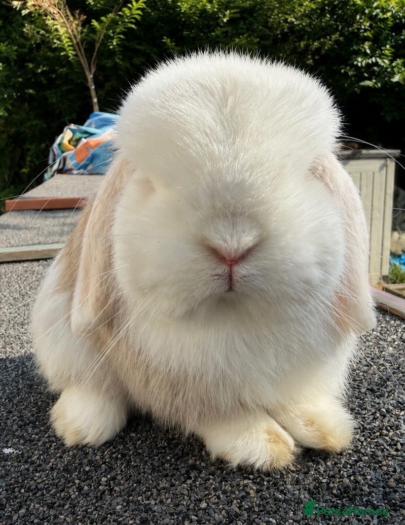 Mini Lop rabbits for sale: Lilac Harli extreme blue eyed buck  - Advert 1