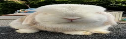 Mini Lop rabbits for sale: Lilac Harli extreme blue eyed buck  - Advert 1