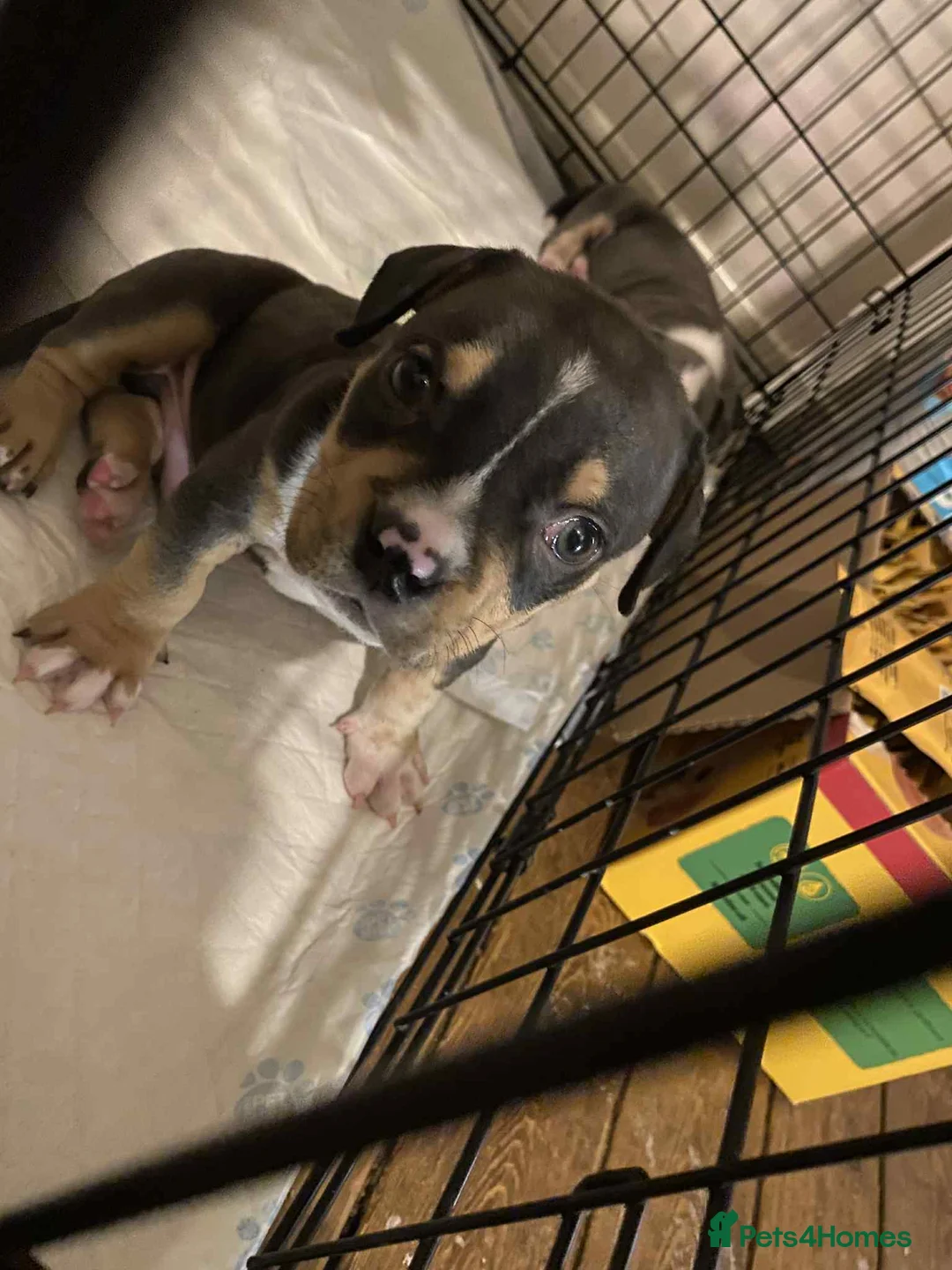 American Bully dogs for sale: 2 amazing puppies left mcglovin bloodline - Advert 4