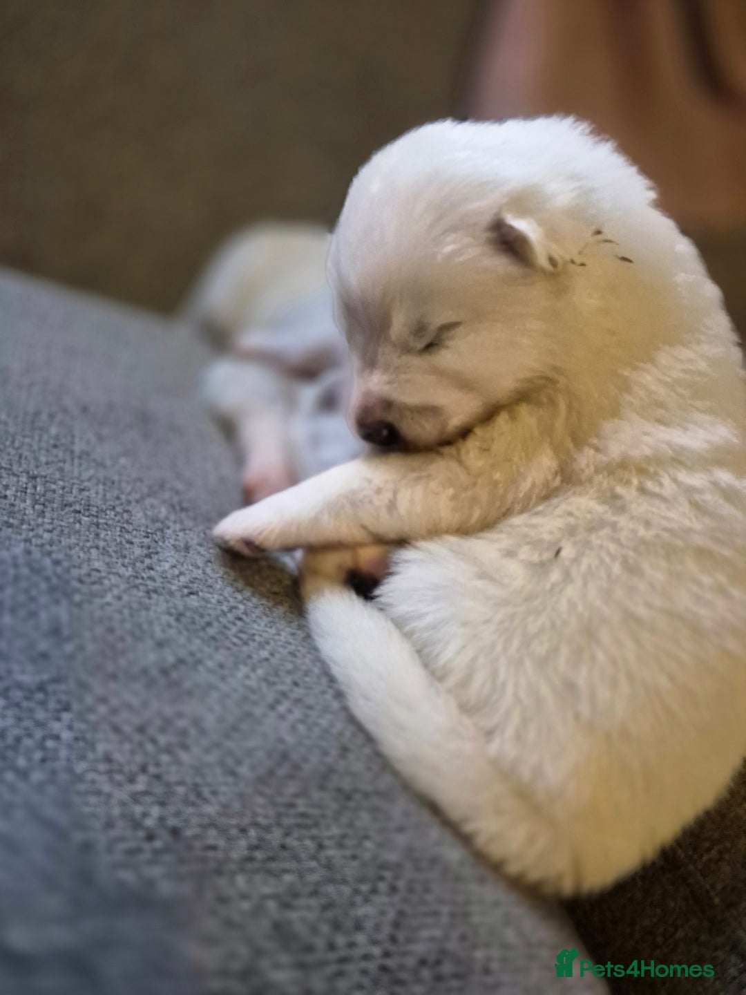 Samoyed dogs for sale: Samoyed puppies - can leave anytime from 23rd  - Advert 4