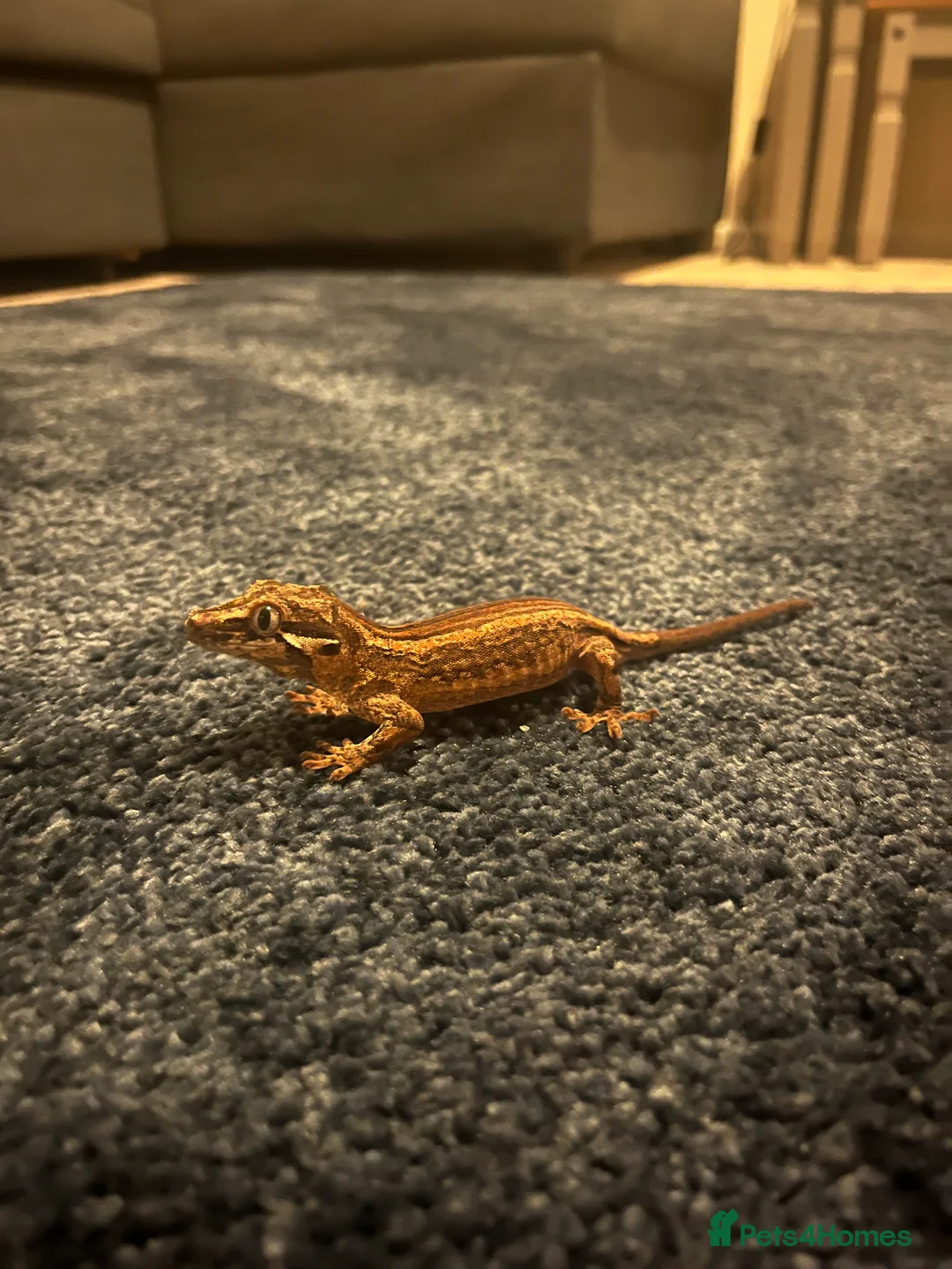 Gecko reptiles for sale: Gargoyle gecko - Advert 5
