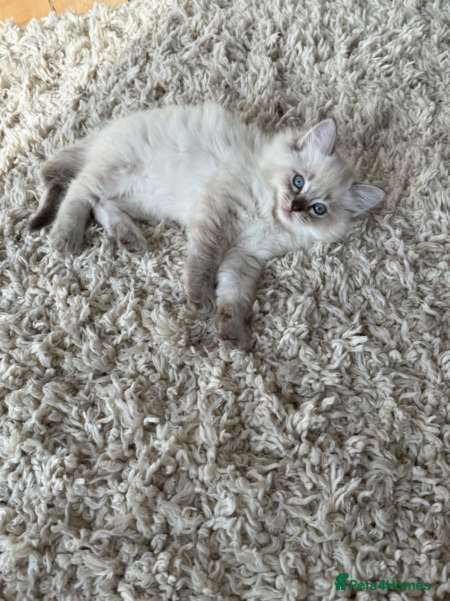 Ragdoll cats Purebred Ragdoll Kittens - Advert 18
