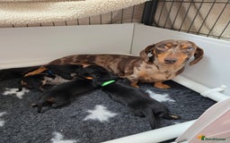 Miniature Dachshund dogs for sale: KC Miniature Dachshund Pups  - Image 14