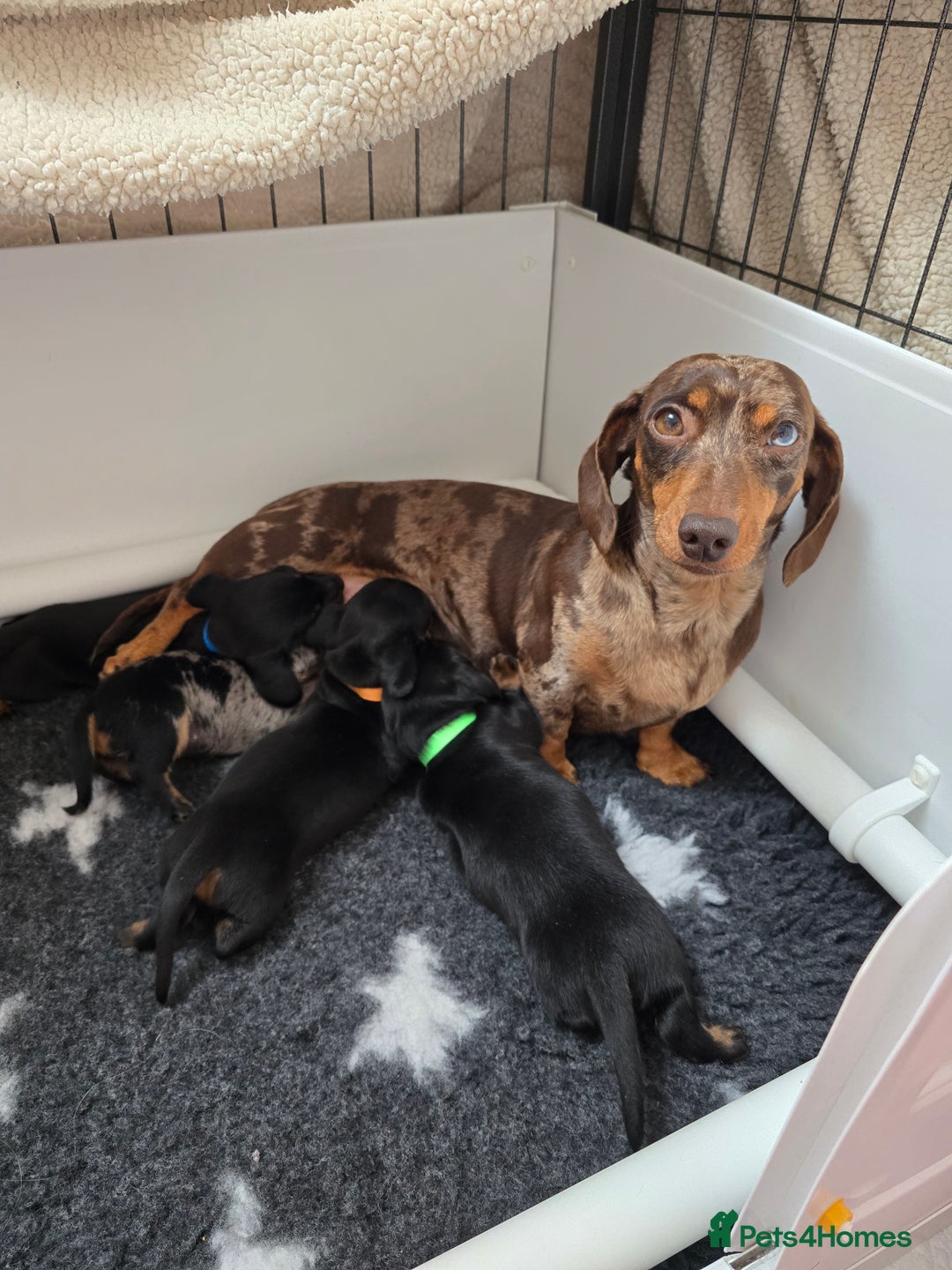 Miniature Dachshund dogs for sale: KC Miniature Dachshund Pups  - Image 14