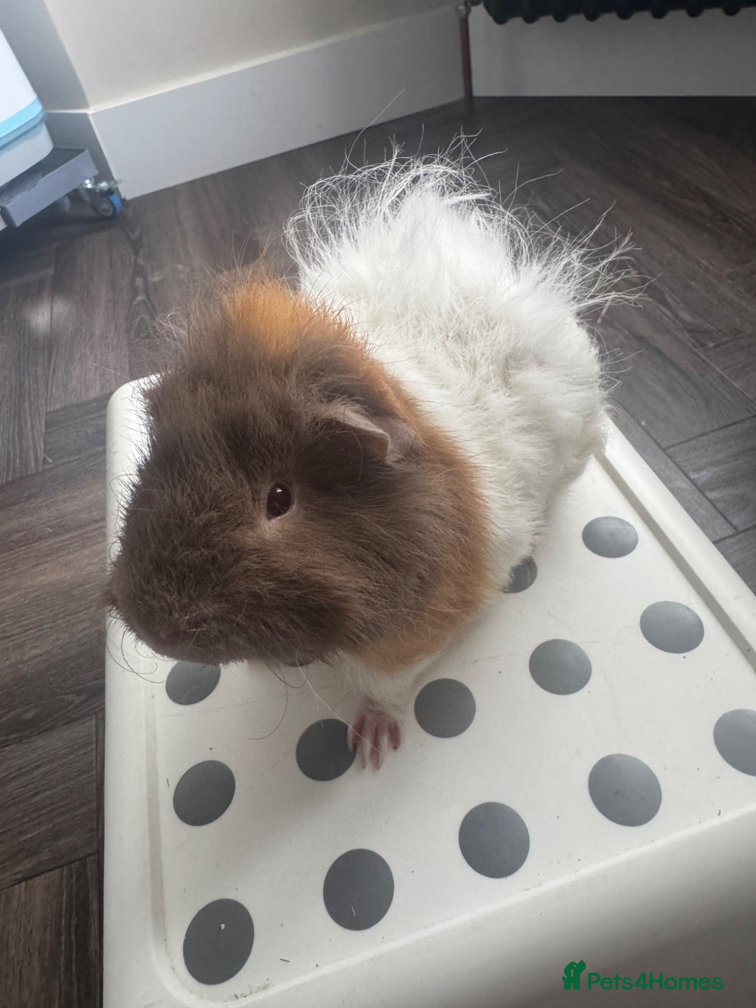 Guinea Pig rodents Baby Guinea pigs - Advert 1