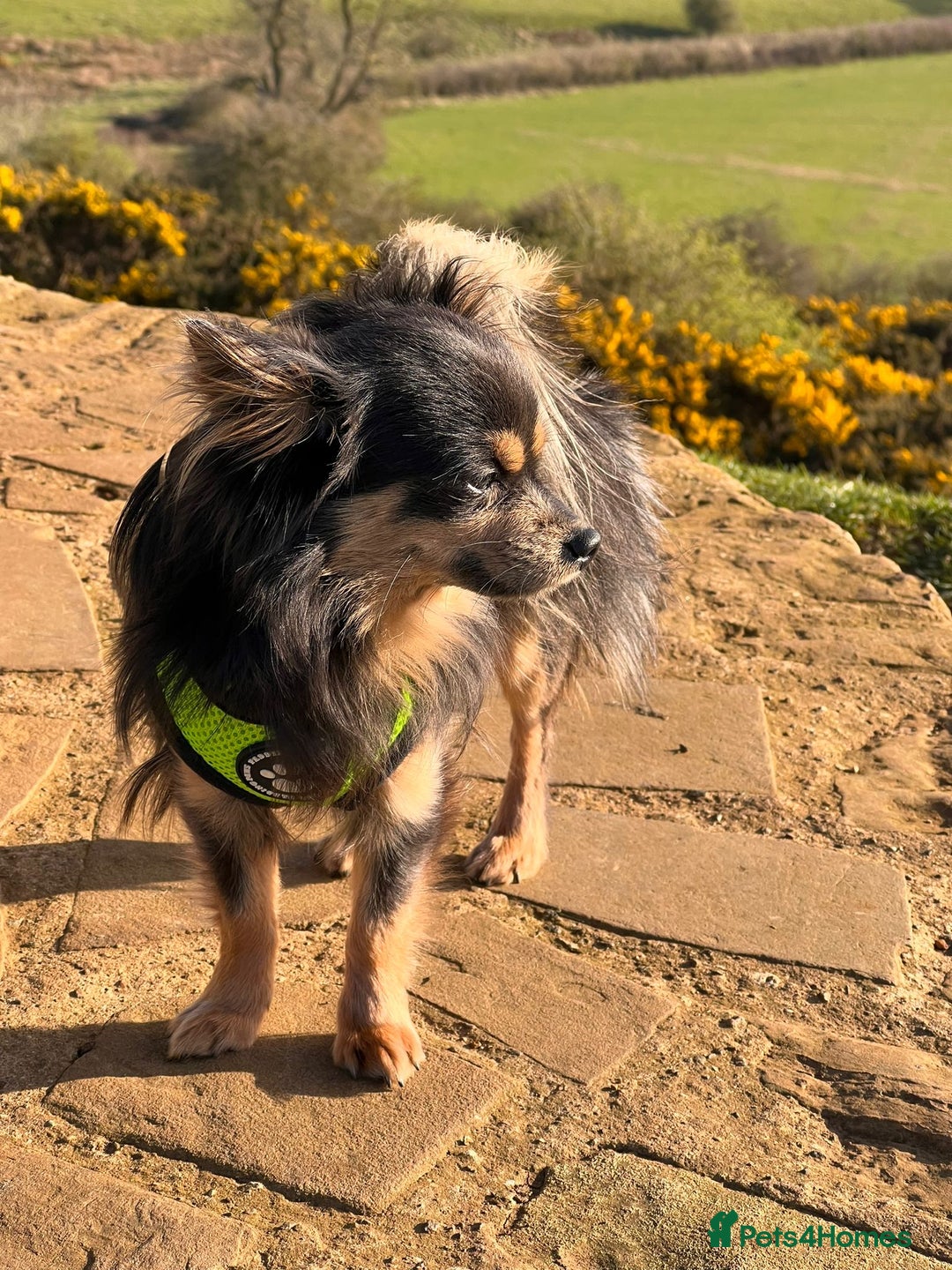 Chihuahua dogs for stud: Stunning Proven Stud - Advert 1