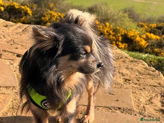 Chihuahua dogs Stunning Proven Stud - Advert 1