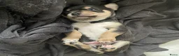 Chihuahua dogs for stud: KC Registered Chihuahua Boy For Stud Use Only - Advert 6