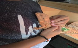 Bearded Dragon reptiles for sale: Bearded dragon and full set up - Image 4