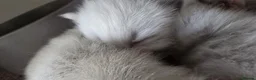 Mixed Breed cats for sale: Ragdoll/Siberian mix kittens - Advert 13
