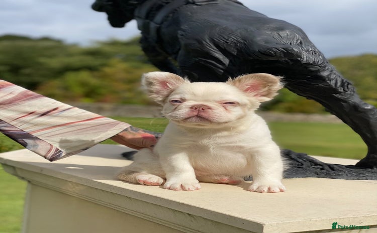 French Bulldog dogs - Advert 3