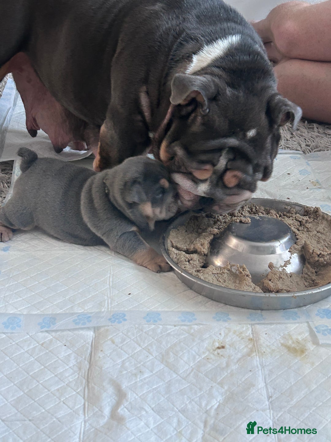 English Bulldog dogs for sale: Gorgeous Puppy Bulldogs for sale - Advert 5
