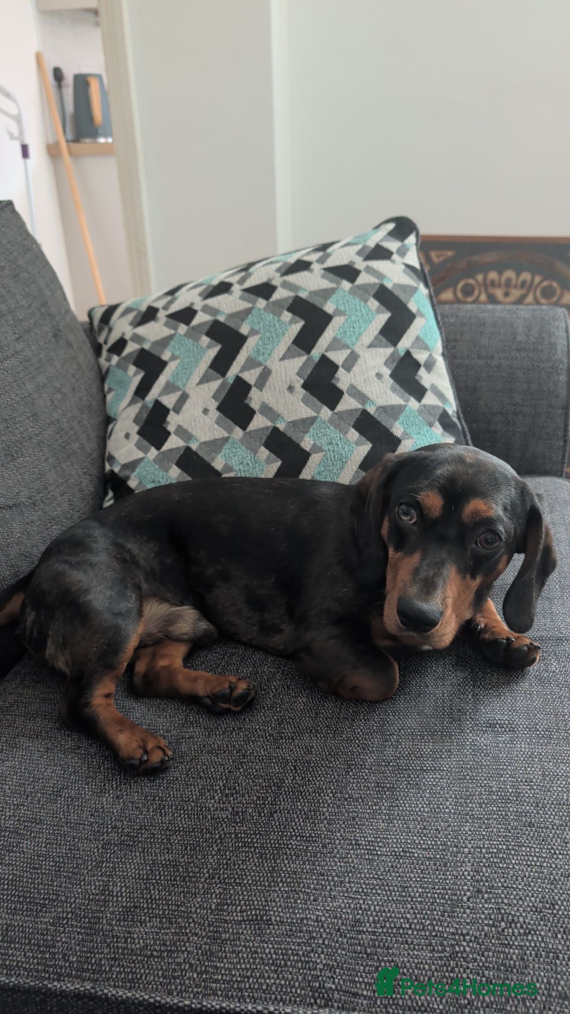 Dachshund dogs Silver dapple male dachshund super urgent  - Advert 1
