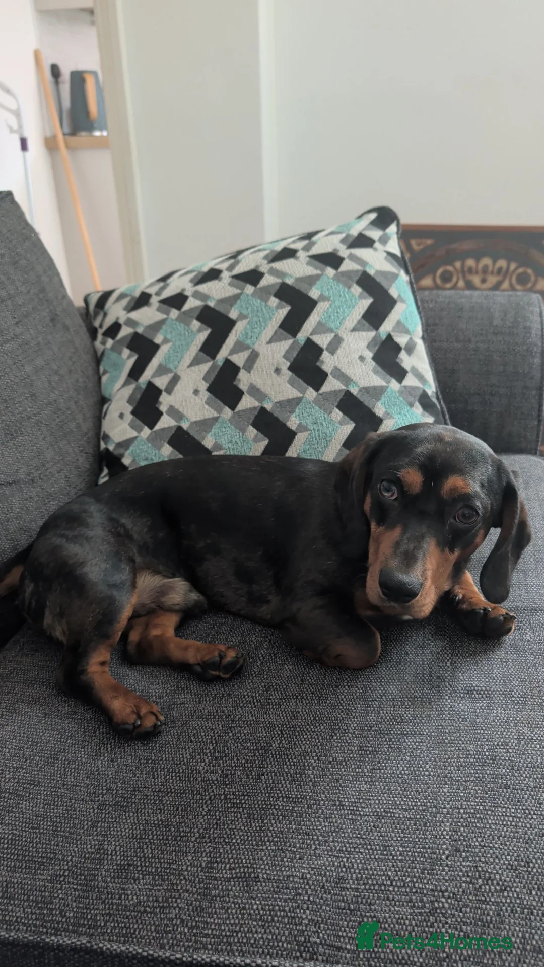 Dachshund dogs for sale: Silver dapple male dachshund super urgent  in Birmingham - Advert 1