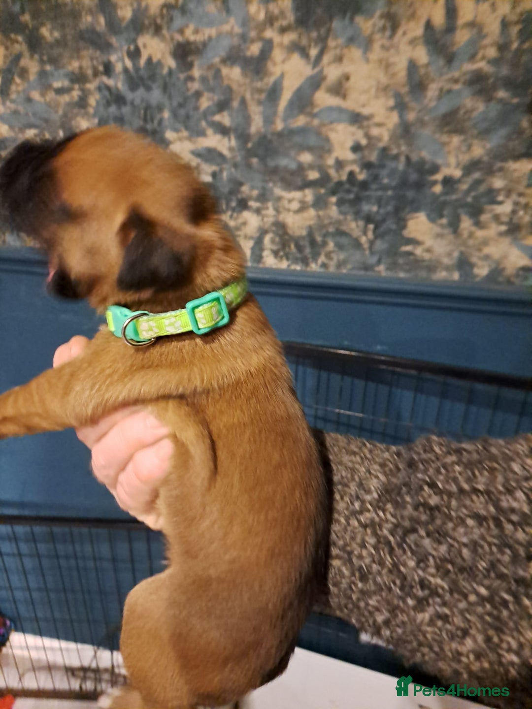 Boxer dogs for sale: ** 1 left*Beautiful bobtail & longtail kc boxer  - Advert 6