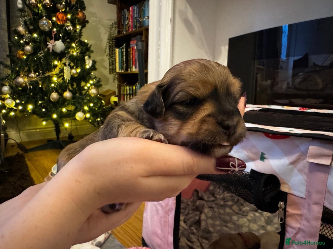 Mixed Breed dogs for sale: ✨Adorable Cockapompoo Puppies✨ - Advert 4