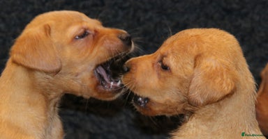 Labrador Retriever dogs - Advert 1