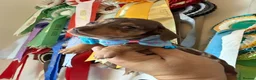 Miniature Dachshund dogs for sale: Elite Miniature Dachshund Litter in Torquay - Advert 10