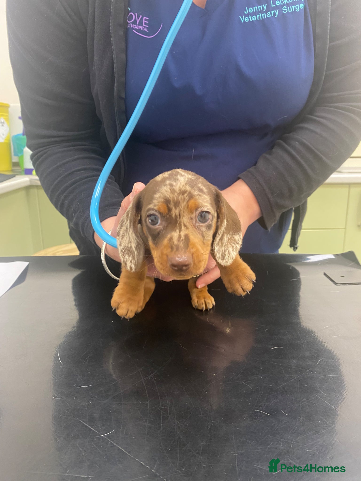 Miniature Dachshund dogs 🐶 READY IN ONE WEEK 🐶  - Advert 10