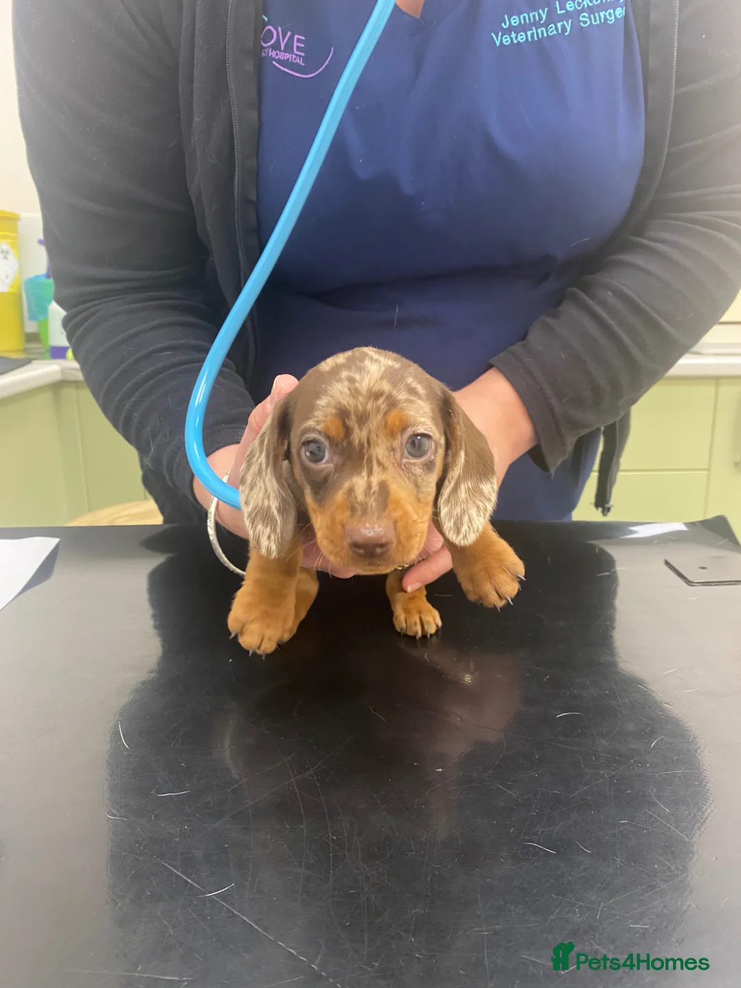 Miniature Dachshund dogs for sale: 🐶 READY TODAY 🐶 £1,800 - Advert 2