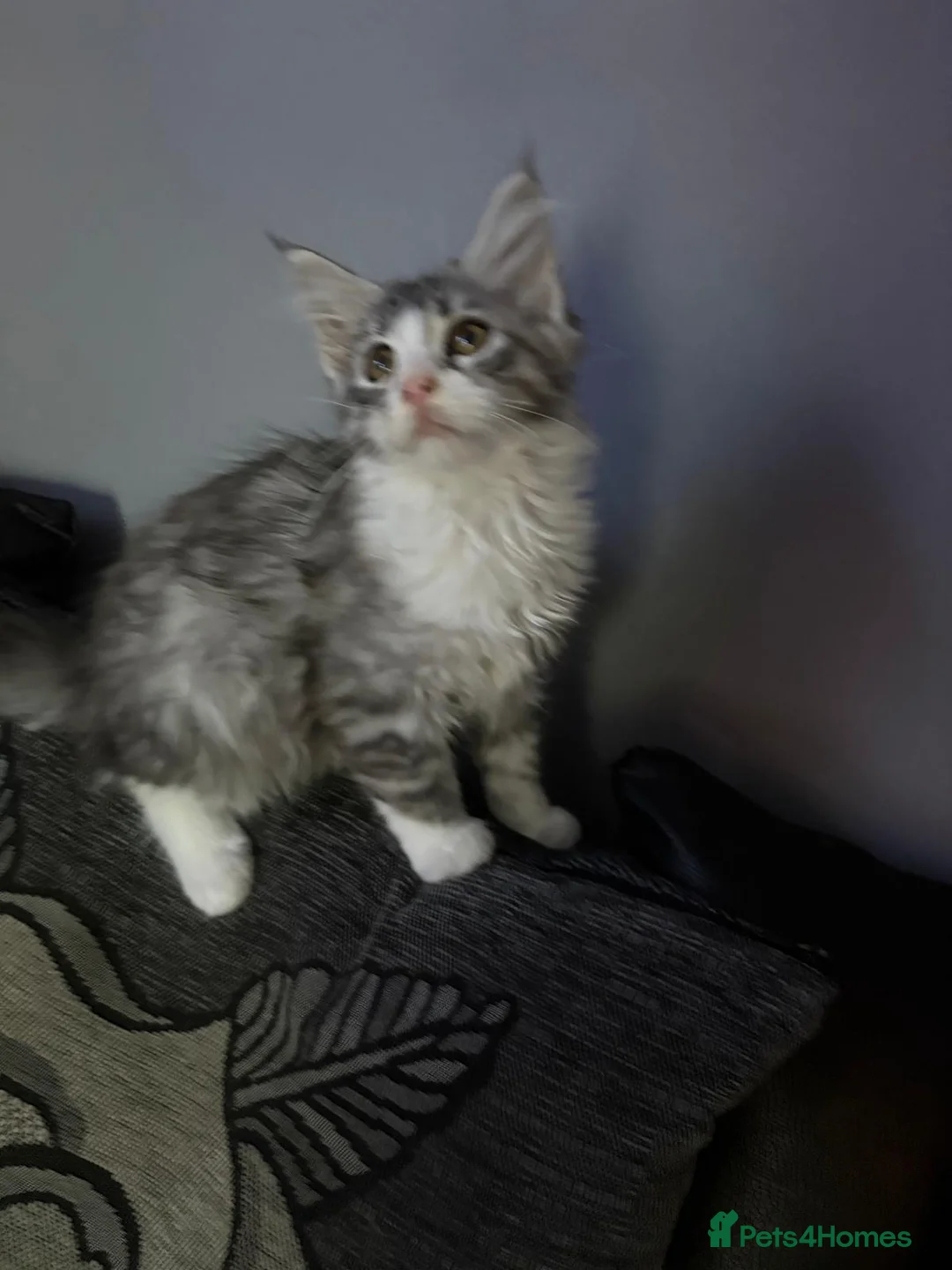 Maine Coon cats for sale: Maine Coon kittens ready to go.  - Advert 6