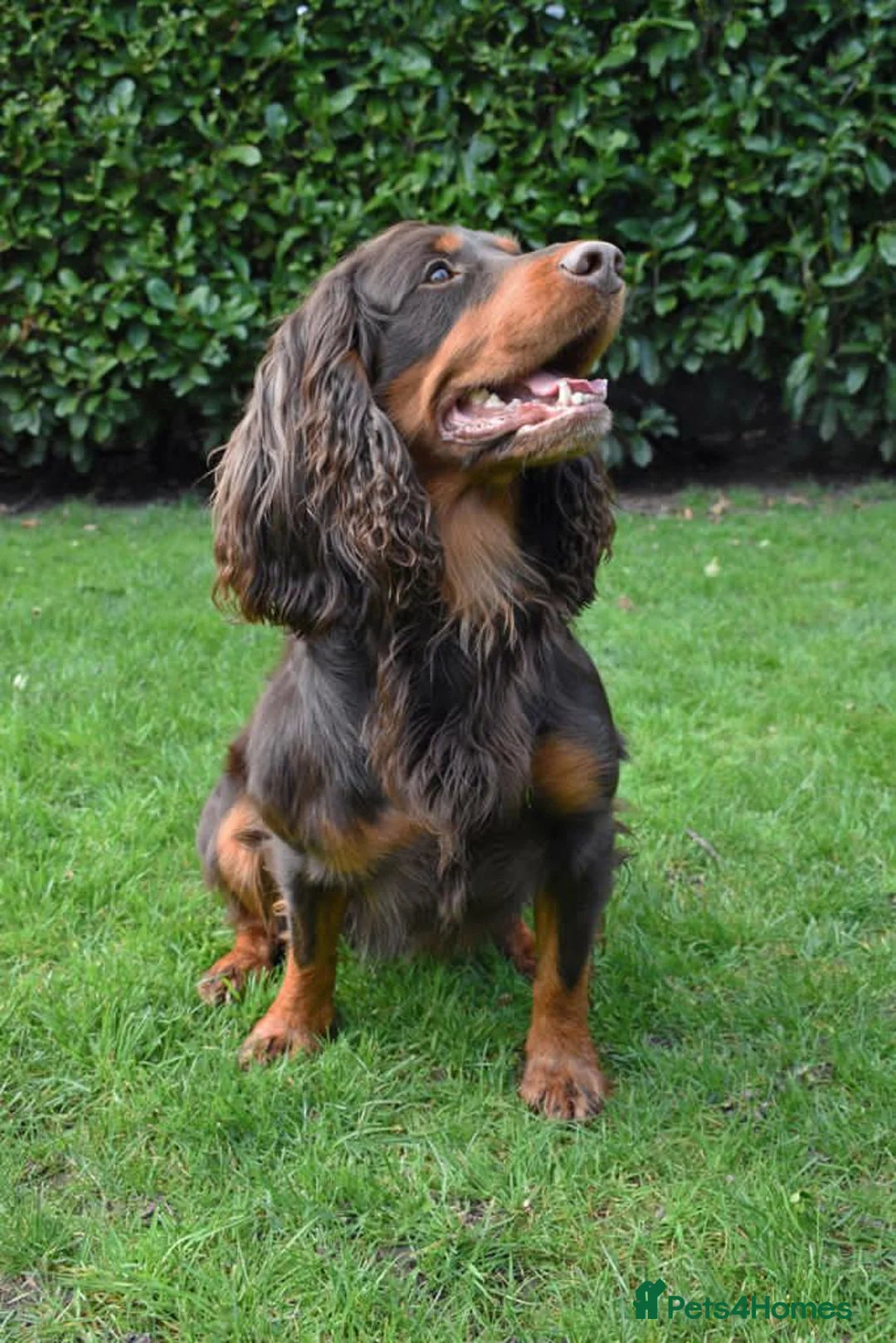 Cocker Spaniel dogs for stud: Champion bred Working cocker spaniel stud dogs  in Middlewich - Advert 14