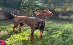 Dobermann dogs for stud: PROVEN SIRE, SON OF COME AS YOU ARE I-REX(Imp Scg) in Leeds - Image 1