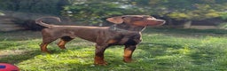 Dobermann dogs for stud: PROVEN SIRE, SON OF COME AS YOU ARE I-REX(Imp Scg) in Leeds - Advert 1
