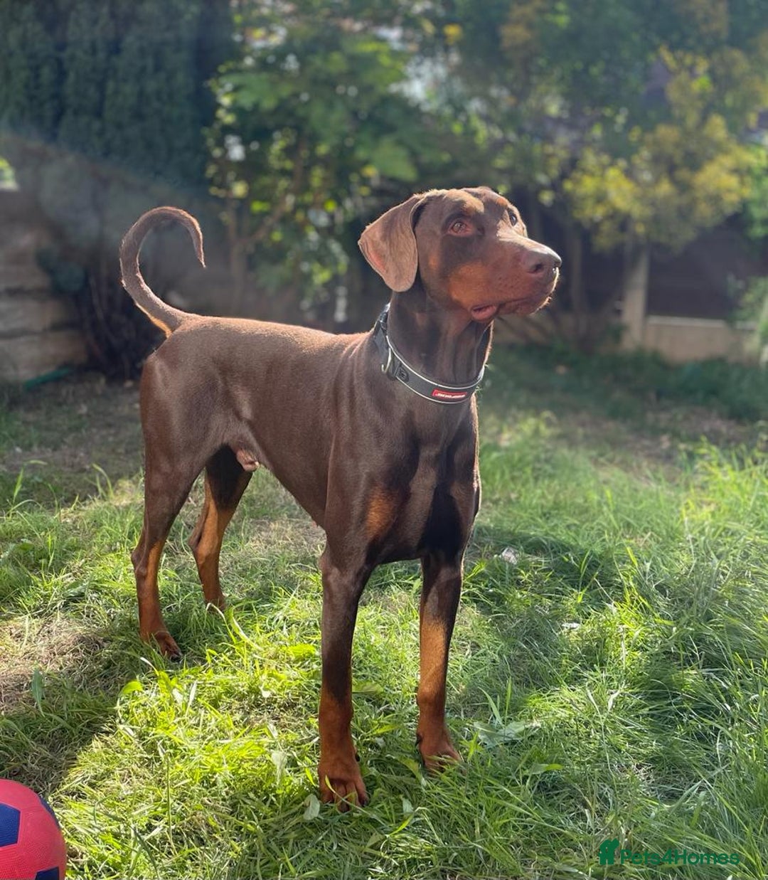 Dobermann dogs for stud: PROVEN SIRE, SON OF COME AS YOU ARE I-REX(Imp Scg) in Leeds - Image 1