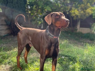 Dobermann dogs in Leeds - Advert 3