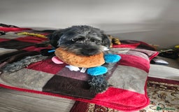 Labradoodle dogs for stud: Bigby - Image 4