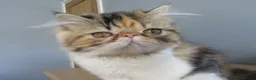 Persian cats for sale: Fantastic Female Persian kitten ready now - Advert 24