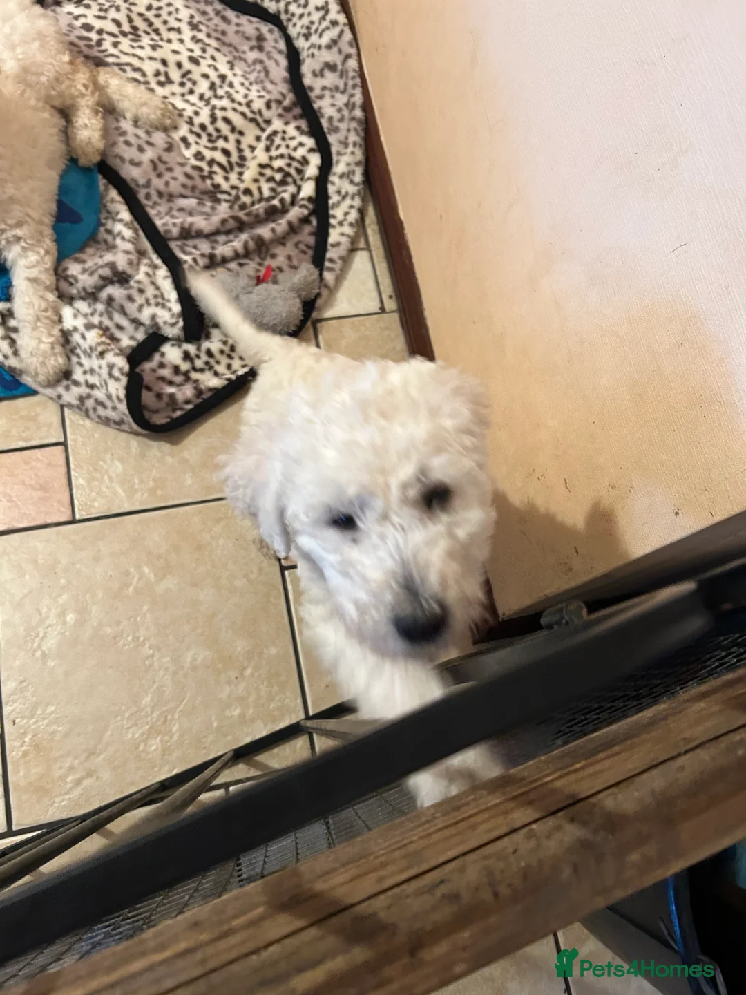 Labradoodle dogs for sale: Two beautiful female labradoodle puppies  - Advert 1