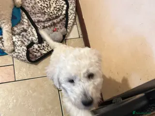 Labradoodle dogs Two beautiful female labradoodle puppies - Advert 1