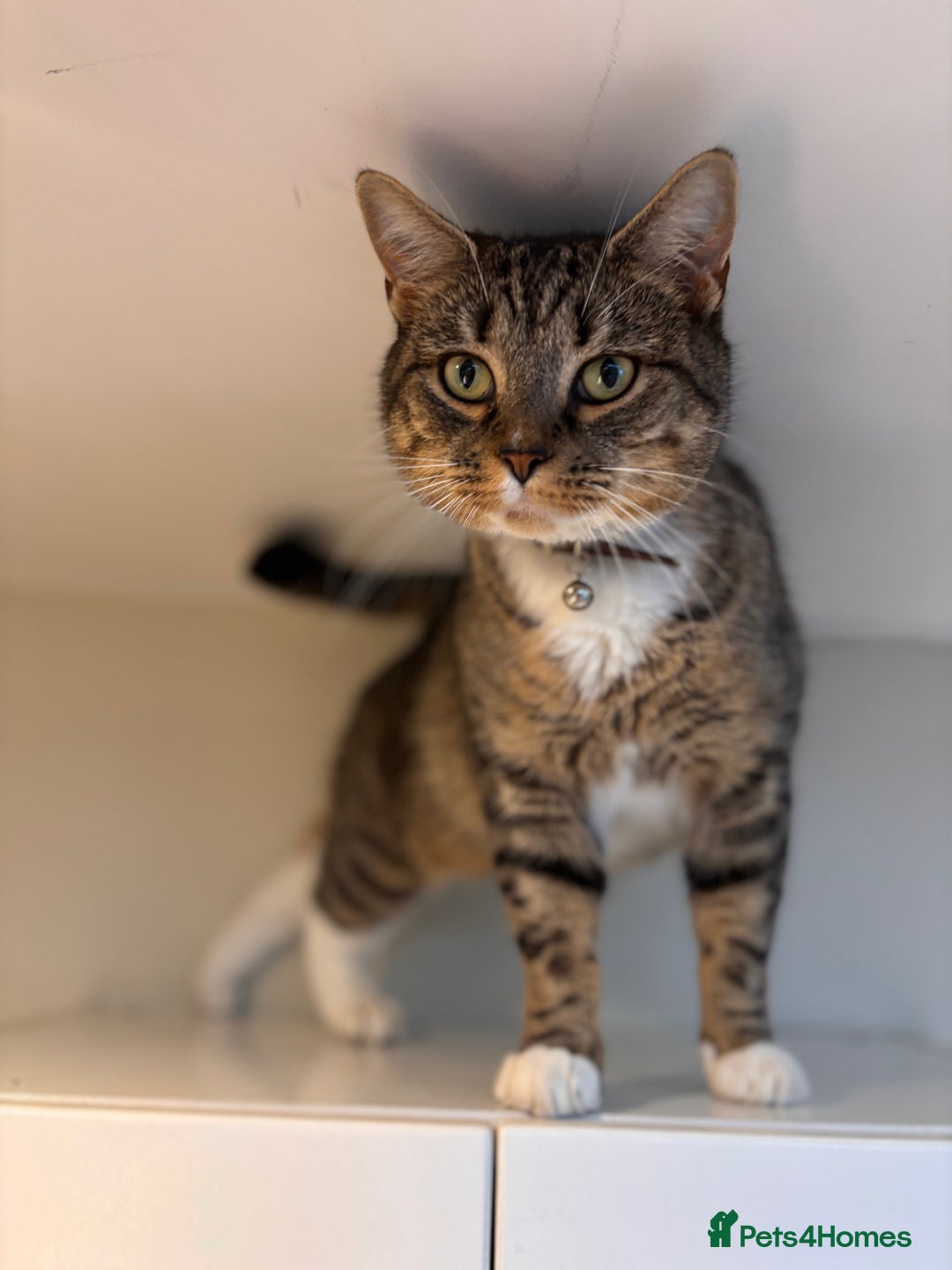 Mixed Breed cats for sale: Rehoming our lovely tabby cat Mika - Advert 2