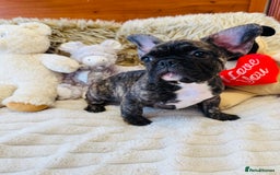 French Bulldog dogs for sale: 🏆KC registered, Standard French Bulldog Puppies🏆 - Image 19