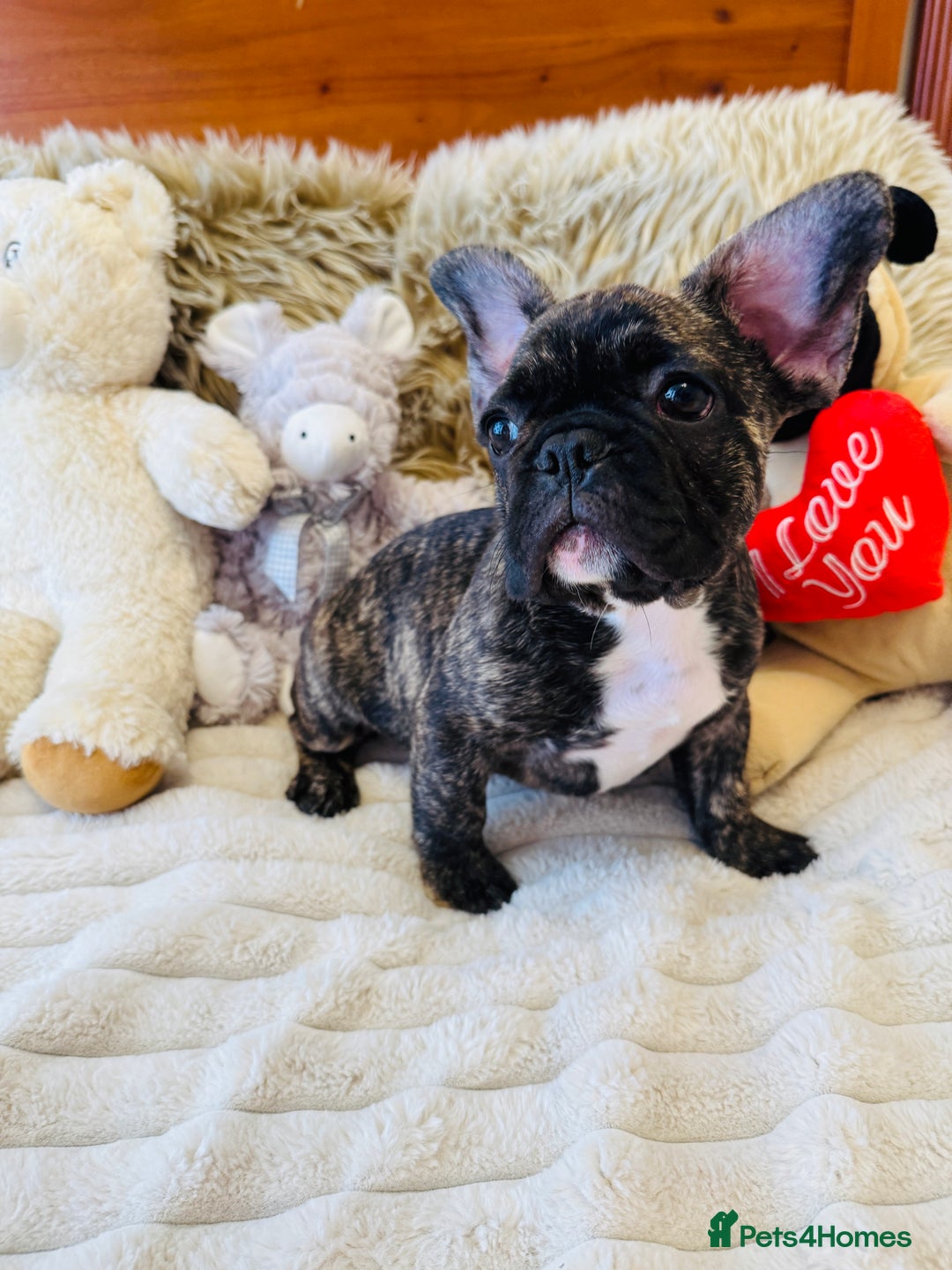 French Bulldog dogs for sale: 🏆KC registered, Standard French Bulldog Puppies🏆 - Image 19