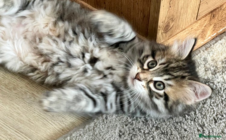 Siberian cats - Advert 1