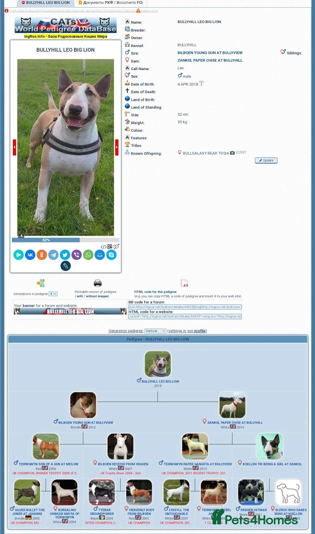 English Bull Terrier dogs for stud: Quality Kc Registered Red & White in Southampton - Advert 18
