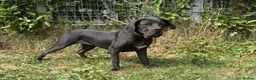 Boerboel dogs for sale: 1 stunning male left  - Advert 20