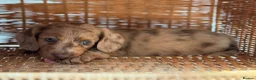 Miniature Dachshund dogs for sale: KC STUNNING COLOURED BLUE EYED SMOOTH & LONG COATS - Advert 34
