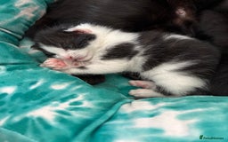 Mixed Breed cats for sale: Mixed breed kittens  - Image 21