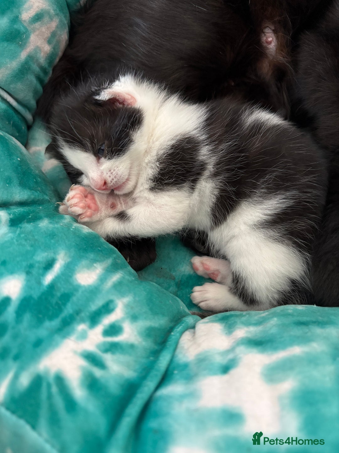 Mixed Breed cats for sale: Mixed breed kittens  - Image 21