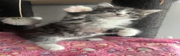 Maine Coon cats for sale: READY NOW! Maine Coon kittens  - Advert 6