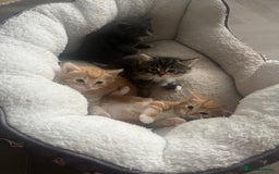British Shorthair cats for sale: British short hair x - Image 11