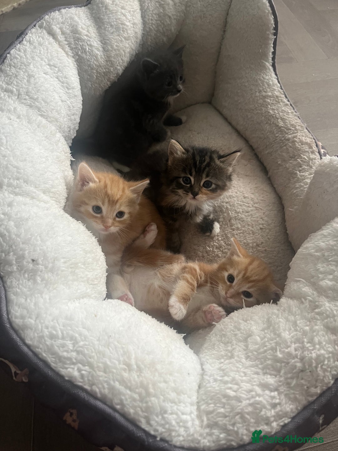 British Shorthair cats for sale: British short hair x - Image 11